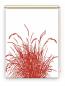 Preview: Rollo Reed24 rot blanco  - Sichtschutz Extartiqe